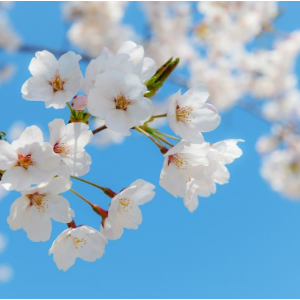 春天、樱花和你 （四手联弹）-钢琴谱