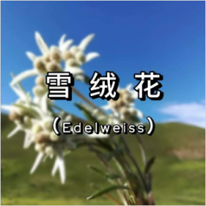 雪绒花钢琴简谱 数字双手 奥斯卡·汉默斯坦二世