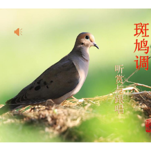 斑鸠调钢琴简谱 数字双手