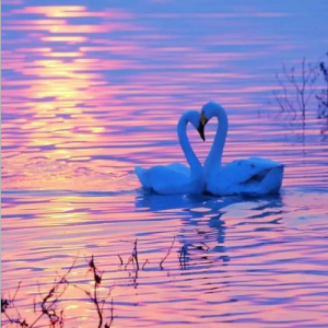 夕阳下的天鹅（Swans in the Sunset）- 1-钢琴谱