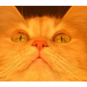 Red Cat 红猫-钢琴谱