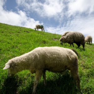 Sheep May Safely Graze BWV 208 No 9 羊儿安宁吃草