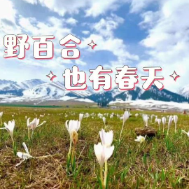 野百合也有春天钢琴简谱 数字双手