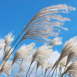 芦苇飞钢琴简谱 数字双手
