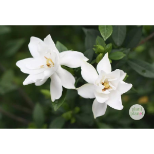 茉莉花钢琴简谱 数字双手