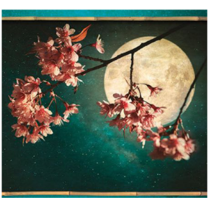 夜曲钢琴简谱 数字双手