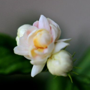 茉莉花钢琴简谱 数字双手 江苏民歌