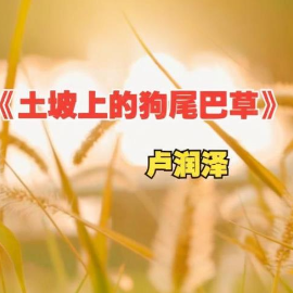 土坡上的狗尾草 C调简易钢琴弹唱带歌词 卢润泽-钢琴谱