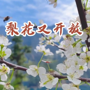 梨花又开放钢琴简谱 数字双手