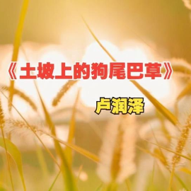 土坡上的狗尾草 原调简易钢琴弹唱带歌词 卢润泽-钢琴谱
