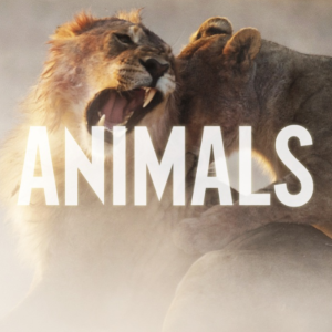 Animals钢琴简谱 数字双手