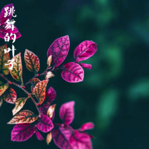 跳舞的叶子钢琴简谱 数字双手