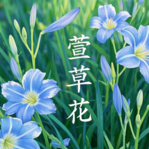 萱草花钢琴简谱 数字双手 李聪