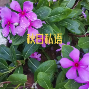 秋日私语钢琴简谱 数字双手 塞内维尔 图森
