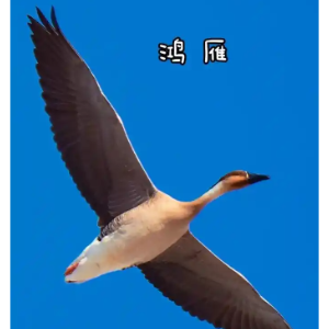 鸿雁钢琴简谱 数字双手 吕燕卫