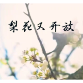梨花又开放 怀旧版钢琴谱