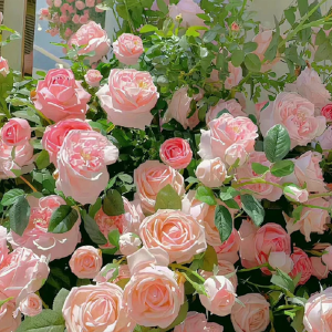 花又期（电子笛）-钢琴谱