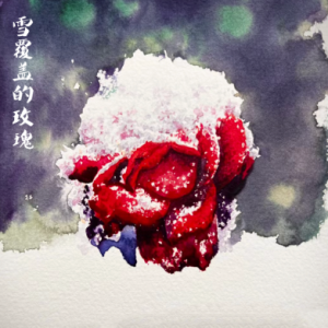 雪覆盖的玫瑰 /Snowcovered Roses 【宁静】