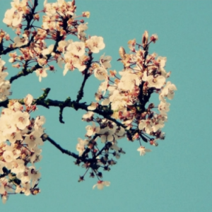 Magnolia钢琴简谱 数字双手