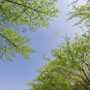 《Spring》经典治愈钢琴曲-钢琴谱