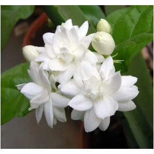 茉莉花钢琴简谱 数字双手