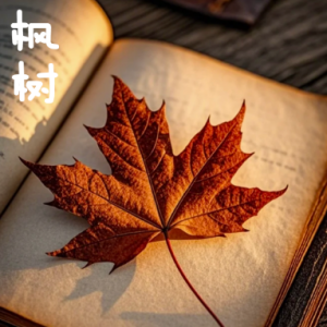 枫树钢琴简谱 数字双手