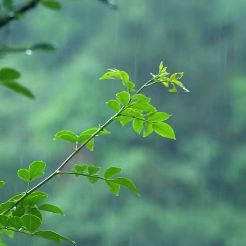 By the Rain雨畔-放松疗愈助眠钢琴曲-钢琴谱