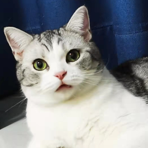 快乐的修猫钢琴简谱 数字双手