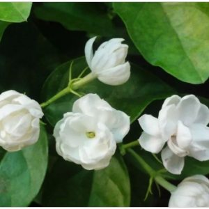 茉莉花C调简易唯美江苏民歌-钢琴谱