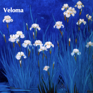 Veloma【沉思】-钢琴谱