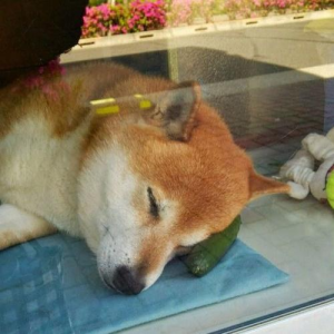 zzz - Bye Mugen 作谱：Komeeide 总谱 五线谱 B/♯g-钢琴谱