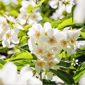 茉莉花钢琴简谱 数字双手 何仿