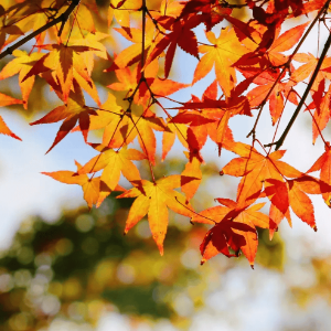 Autumn Leaves钢琴简谱 数字双手