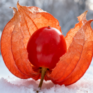 Winter Cherries钢琴简谱 数字双手 Winter Cherries钢琴简谱 数字双手