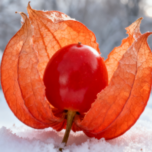 Winter Cherries钢琴简谱 数字双手 Winter Cherries钢琴简谱 数字双手