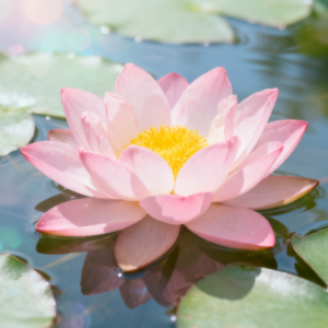 唯美好听律动《Sleeping Lotus》-钢琴谱