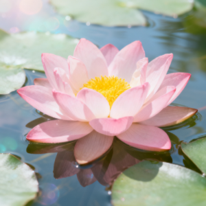 C调版好听律动《Sleeping Lotus》-钢琴谱