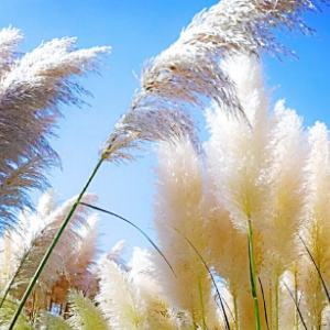 芦花独奏谱-钢琴谱