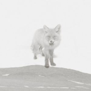 平原-缺省 钢琴谱 F调钢琴谱