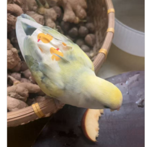 梁祝（alan）-钢琴谱