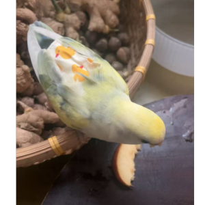 上海滩（alan）-钢琴谱