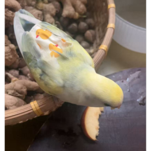 我爱你，中国（alan）-钢琴谱