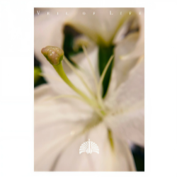 命の帳钢琴简谱 数字双手 椎名林檎