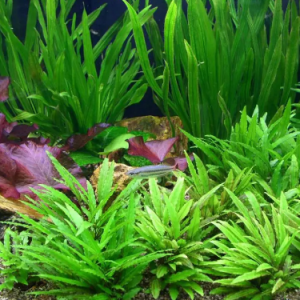 水草舞-吴祖强 杜鸣心 -完美原版C-B调-钢琴谱