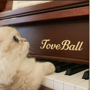 Here With Me 原调独奏版 化身无编配钢琴谱