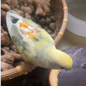 珊瑚颂-alan-钢琴谱