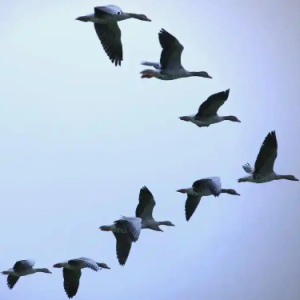 鸿雁钢琴简谱 数字双手