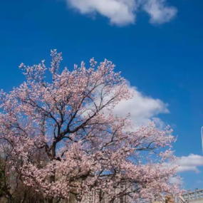 北国之春钢琴简谱 数字双手