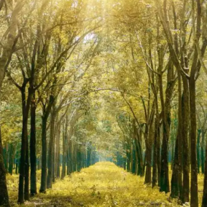 我和我的祖国钢琴简谱 数字双手