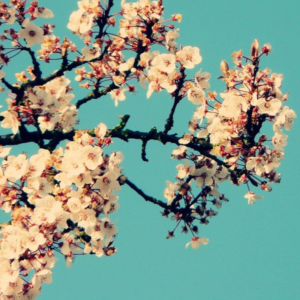 magnolia钢琴简谱 数字双手